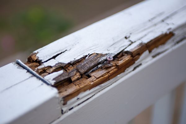 Dry Rot Repair