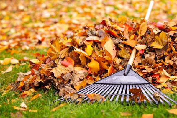 Autumn Yard Maintenance