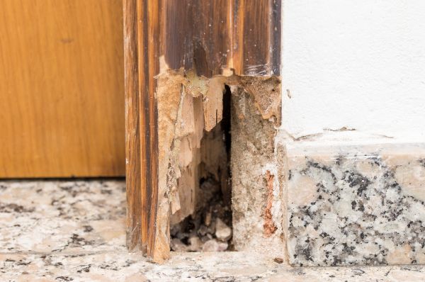 Dry Rot Remediation