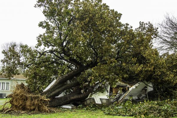 Fallen Tree Removal for Townhouses