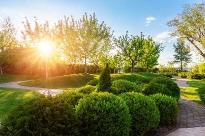 Improve Overall Plant Structure!