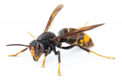 Remove Hornets from Your Property!